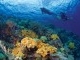 wakatobi.jpg<pf>wakatobi2.jpg<pf>wakatobi4.jpg<pf>WAKATOPIIIII.jpg
