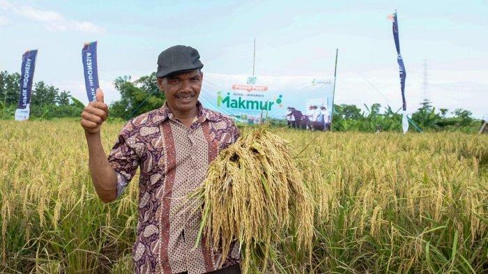 Musim Tanam Utama Berakhir, Pupuk Kujang Siap Bantu Petani Tingkatkan Produksi Beras Nasional