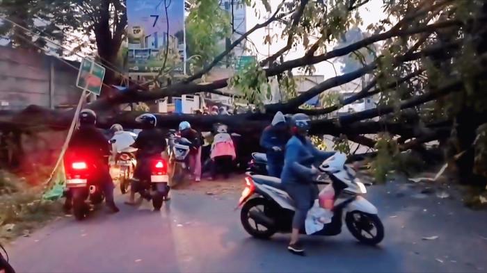 Pohon Tumbang Tutup Jalan di Kaliabang Tengah Bekasi, Arus Lalin Sempat Tersendat