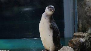 Bayi-penguin.jpg
