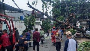 Pohon-tumbang-9Feb.jpg
