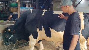Sapi-Geunyal.jpg