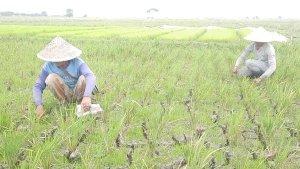 Sawah-di-Sukawangi-Kabupaten-Bekasi-alami-kekeringan.jpg