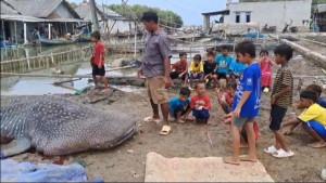Seekor-hiu-paus-berbobot-sekitar-1-ton-ditemukan-mati-terdampar-di-Pantai-Bahagia.jpg