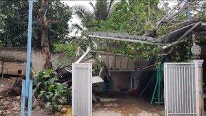 pohon-angsana-9Feb.jpg