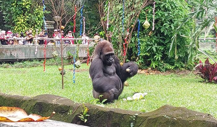 ASYIK! Kebun Binatang Ragunan Buka Malam Hari Mulai 11 Oktober, Bisa Lihat Satwa Nokturnal
