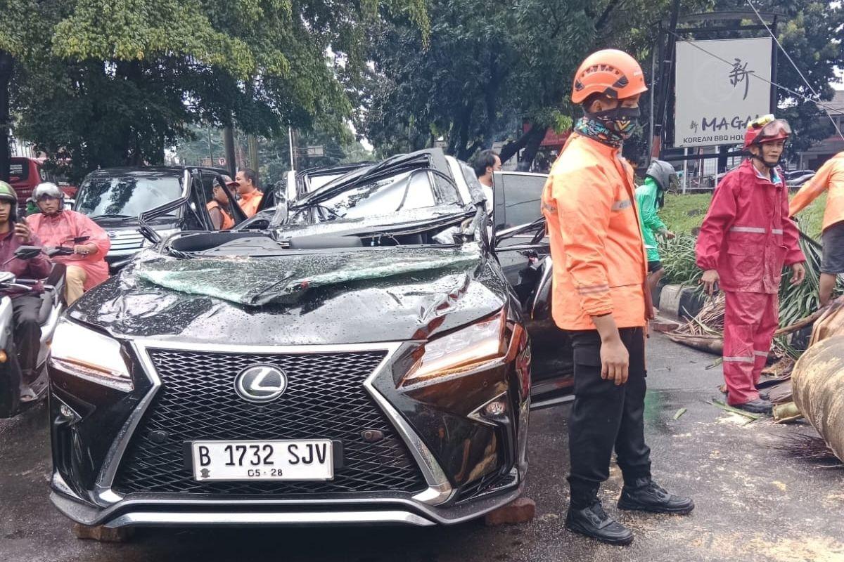 Mobil-Lexus-tertimpa-pohon-tumbang.jpg