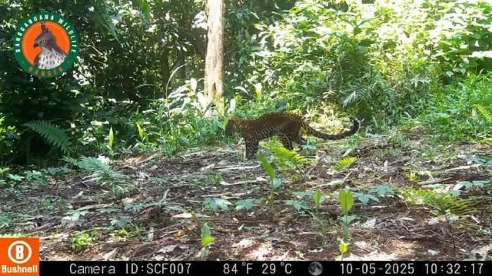 Bertubuh Kurus, Macan Tutul di Hutan Karawang Jalan Pincang, Diduga Ditembak Pemburu Ilegal