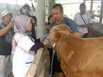 DPKP-Karawang-periksa-hewan-ternak-sapi.jpg