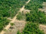 Hutan-karawang2-10maret.jpg