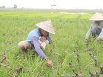 Kekeringan-sawah-di-Kab-Bekasi.jpg