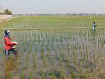 Petani-23-Feb.jpg