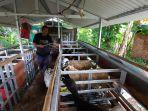 Program-kandang-kambing.jpg