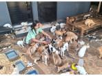 Kisah RSKJ Bekasi Evakuasi 20 Kucing di Tengah Ricuh Demo Jakarta
