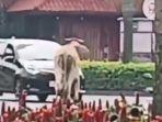 Sapi-kurban-mengamuk-di-Cikupa-Tangerang.jpg