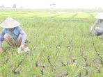 Sawah-di-Sukawangi-Kabupaten-Bekasi-alami-kekeringan.jpg