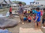 Seekor-hiu-paus-berbobot-sekitar-1-ton-ditemukan-mati-terdampar-di-Pantai-Bahagia.jpg