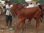 Suasana-penjualan-sapi-di-Pasar-Hewan-Jonggol.jpg