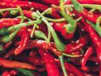 illustrasi-cabe-merah-keriting.jpg