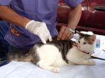 rabies-28sept.jpg