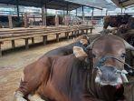 sapi2-16juni.jpg