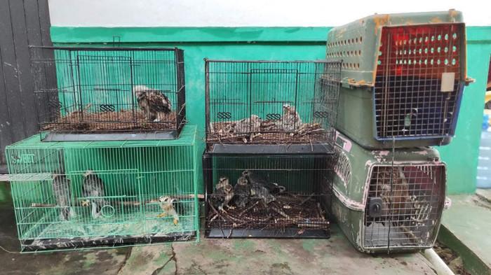 Perdagangan Ilegal Satwa di Bangka Tengah, 1 Pelaku Diamankan, 16 Elang Dititip ke Alobi Foundation