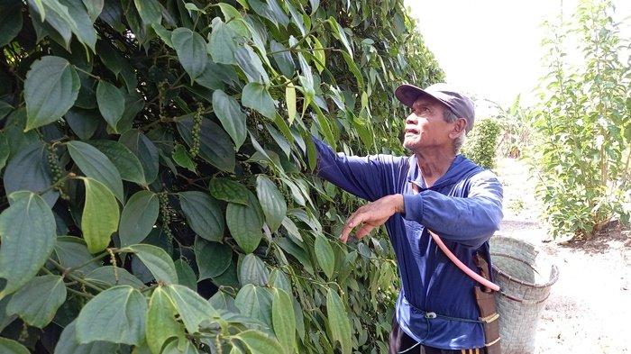 Harga Lada Kisaran Rp 92.000 di Penghujung Akhir Panen