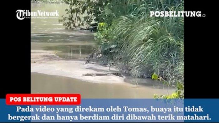 Kemunculan Buaya di Sungai Jembatan Aik Rayak, Kades Sebut Tempat Buaya Berjemur di Musim Panas