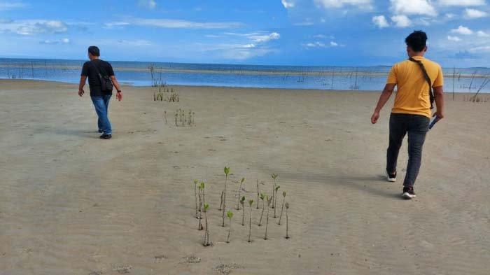 Program PEN Penanaman Mangrove 2021 di Beltim, Diduga Ada Kerugian Negara