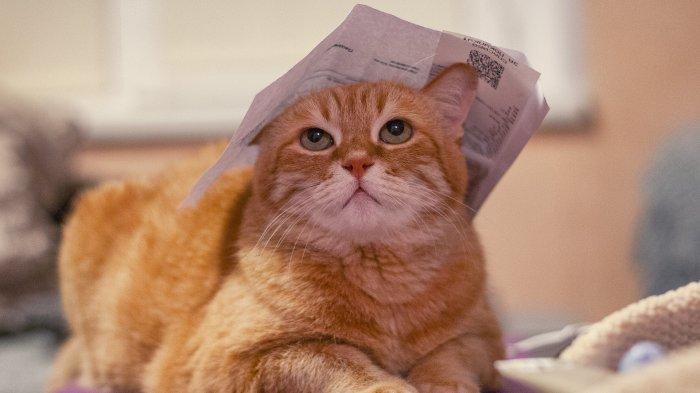 Ini Penjelasan Apabila Bermimpi Bertemu Kucing, Tak Sekadar Mimpi Biasa