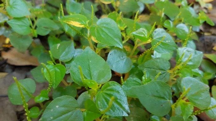 Manfaat Daun Sirih Cina untuk Mengurangi Sakit Kepala dan Jaga Imunitas Tubuh