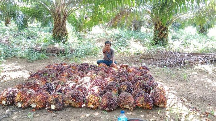 Dua Perusahaan di Bangka Naikan Harga TBS, Hari ini Rata-rata Tembus Rp2.000 per Kg