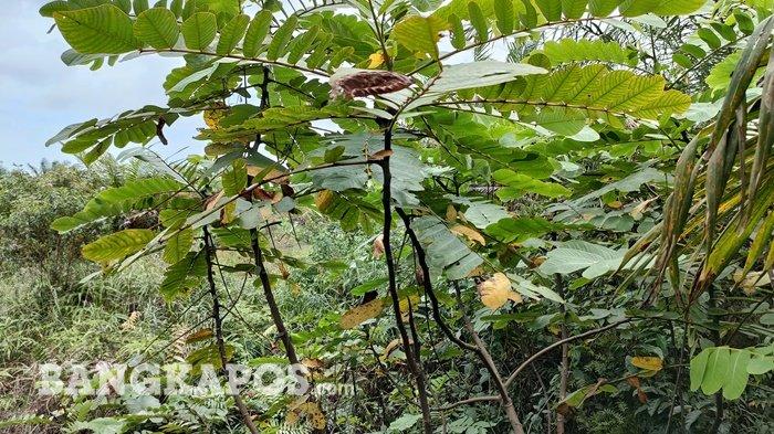 Daya Ingat Anda Menurun Karena Faktor Usia ? Rebus Daun Ini, Khasiatnya Luar Biasa