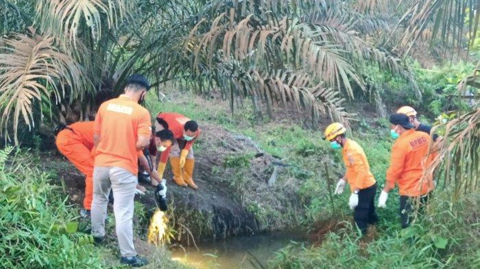 Pencarian Bocah Hilang di Bangka Barat Dihentikan, Pekerja Temukan Mayat di Kebun Sawit Desa Ibul