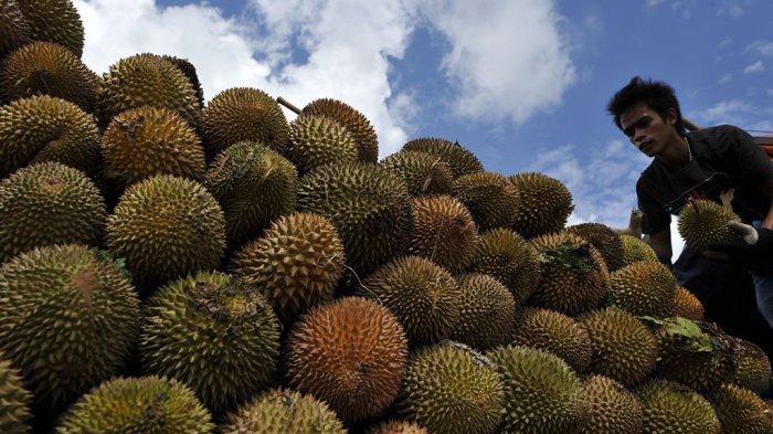 Sampah Durian di Kabupaten Bangka Capai 8 Ton per Hari