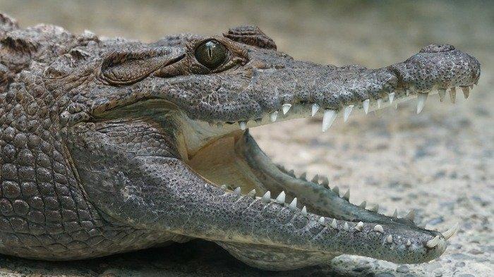 Usai 2 Menit Bergelut dengan Buaya, Dede Ngaku Tak Kapok Mancing Udang di Sungai Baturusa Bangka