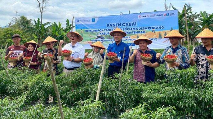 BI dan Poktan Karya Bersama Panen Cabai di Desa Perlang Bangka Tengah