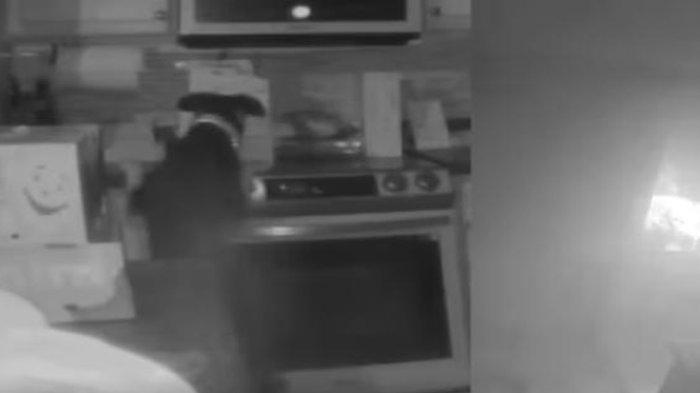 Video Viral Anjing di Colorado AS Nyalakan Api Kompor, Nyaris Panggang ...