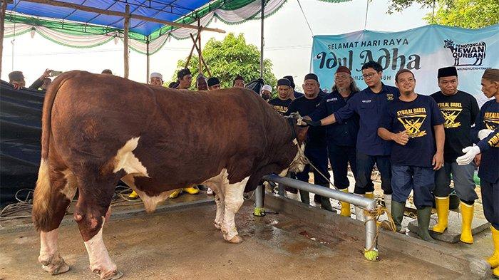 SAPI KURBAN PRESIDEN - Tim penyembelih profesional dari Grup Si Bilal Babel bersiap melaksanakan proses pemotongan sapi kurban Presiden Prabowo Subianto seberat 1,17 ton di halaman Masjid Agung Kubah Timah, Kota Pangkalpinang, Provinsi Kepulauan Bangka Belitung, Senin (9/6/2025).