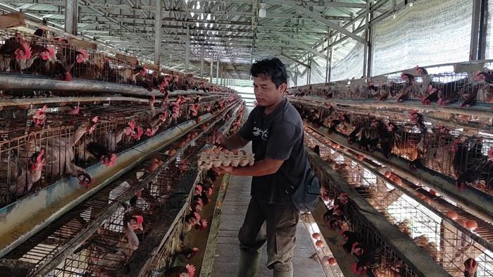 Program MBG Peluang Bagi Peternak di Belitung Timur, BUMDes Sedulang Jaya Rutin Suplai Telur