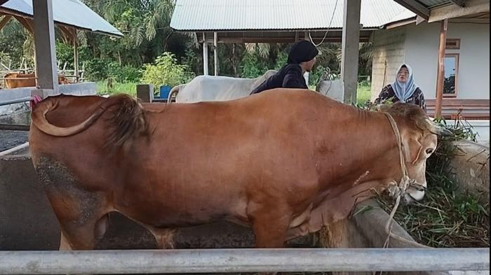 SI KOMBET - Sapi jantan jenis Limosin murni bernama si Kombet berdiri di kandangnya di Alfi Farm, Desa Lilangan, Kecamatan Gantung, Belitung Timur, Senin (18/5/2026). Sapi berusia lima tahun dengan bobot mencapai kisaran 600 kilogram ini menjadi satu-satunya sapi jenis Limosin premium yang tersisa di peternakan tersebut menjelang perayaan Iduladha 1447 Hijriah.