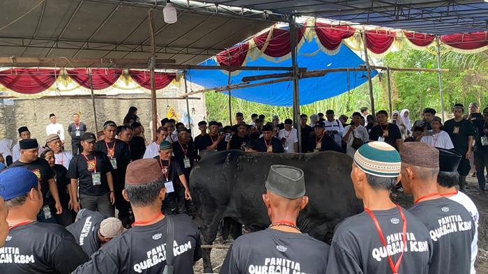 20260627 sapi bantuan Presiden RI