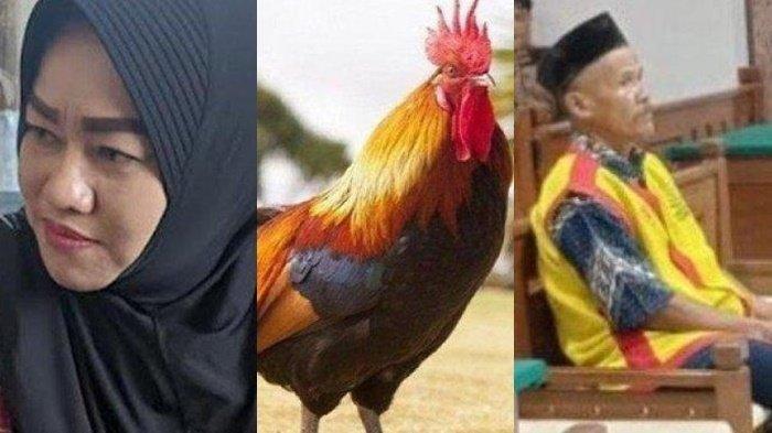 Ayam Jimat Menang Pilkades Didapatkan dari Guru Spritual Bu Kades