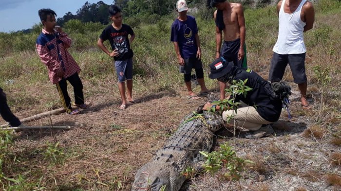 Buaya 3 Meter Ditemukan Mati Dalam Kondisi Terikat, Diduga Serang 5 Warga