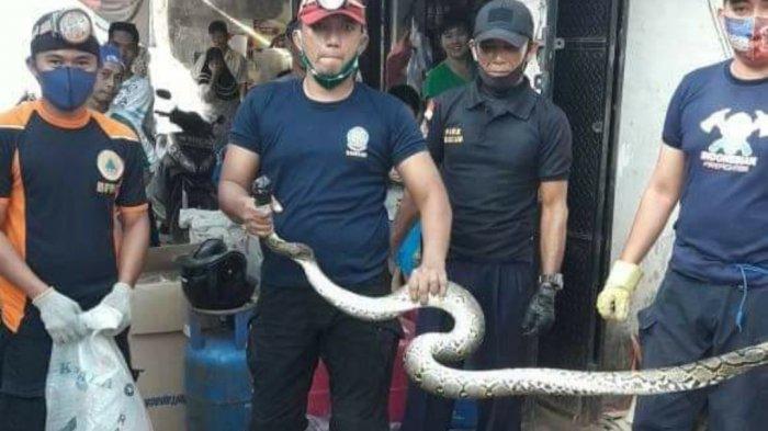 Ular Sanca di Tumpukan Kardus Nyaris Gigit Yulianto: Mau Dibunuh Tapi Aku Tak Tega