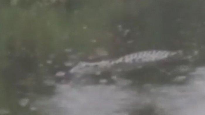 Detik-detik Penampakan Buaya 3 Meter di Sungai Kulan Kampak Muncul ke Permukaan
