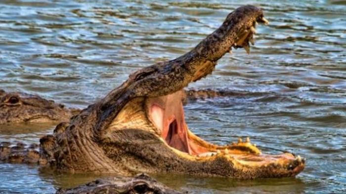 Detik-Detik Menegangkan Buaya Lepas Tubuh Bocah dari Mulutnya, Saat Ditekam Sempat Ditarik Kakak