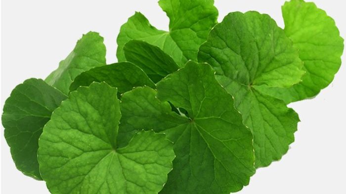 Pegagan Lancarkan Sirkulasi Darah, Cegah Stroke, Penderita Tekanan Darah Tinggi Bisa Coba