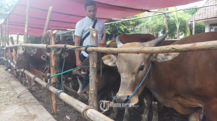 Menteri Agama Fachrul Razi Rilis Aturan Penyembelihan Hewan Kurban Hari Raya Idul Adha Tahun 2020