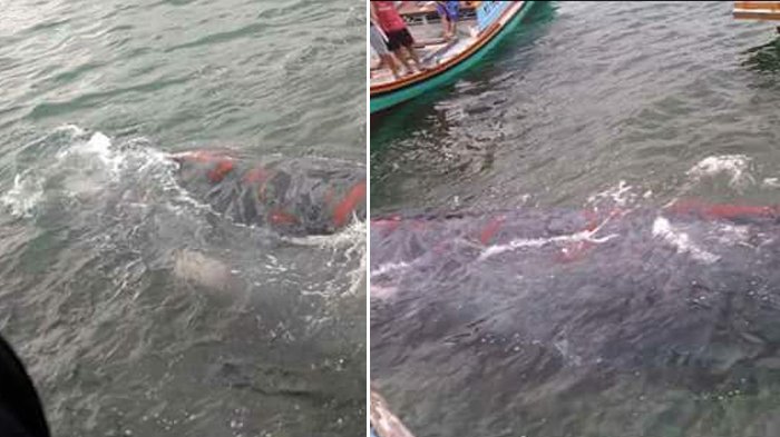 Video Makhluk Raksasa Bikin Heboh Nelayan, Ini 5 Fakta Tentang Kemunculannya